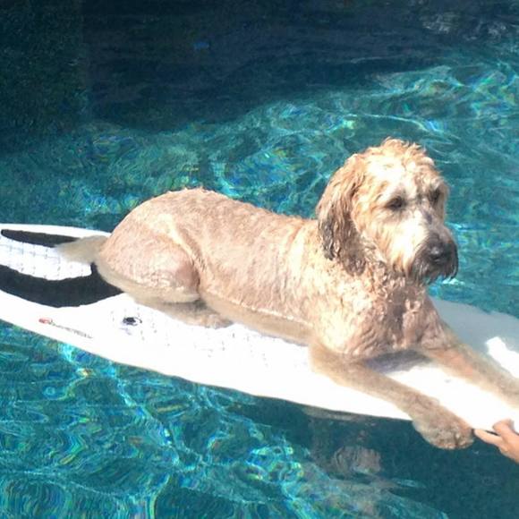 Meet your Posher, Cooper - Picture 1 of 1